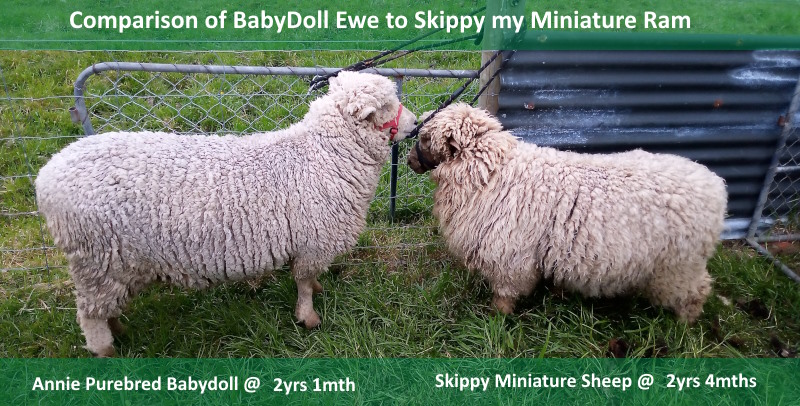 Comparison of Purebred BabyDoll Ewe to Skippy
