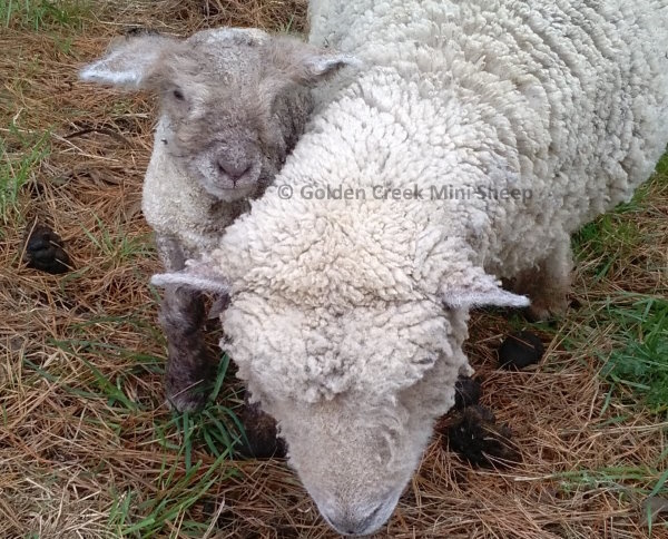 Babydoll Ram Lamb