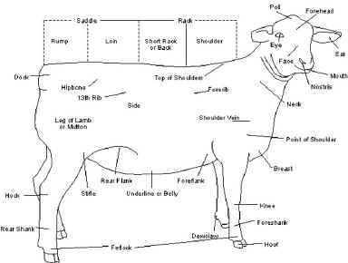 Babydoll Sheep Anatomy.jpg