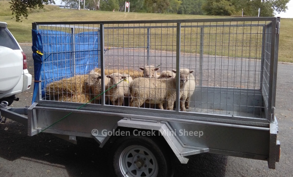Babydoll Sheep Coming Home in Trailer