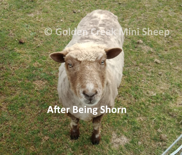 Miniature Ewe just after being Shorn.