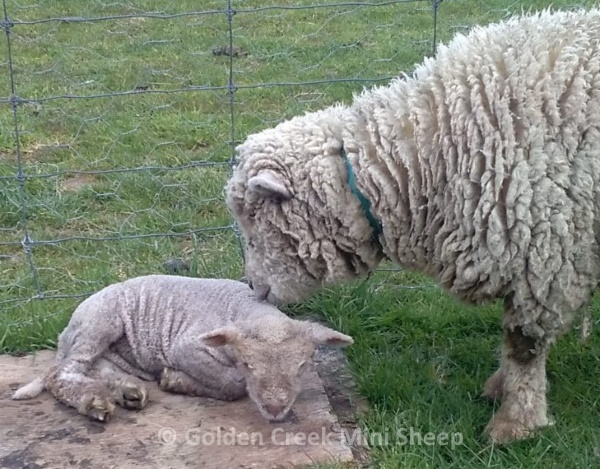 Miniature Babydoll Ewe with her Newborn Lamb