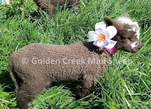 Moorit Lamb Photo Shoot 1