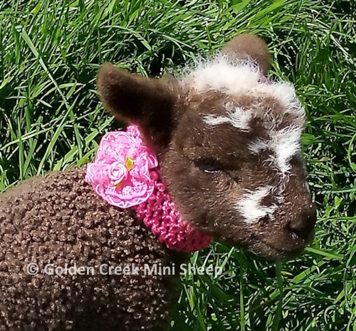 Moorit Lamb Photo Shoot 2