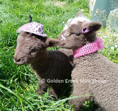 Moorit Lamb Photo Shoot 3