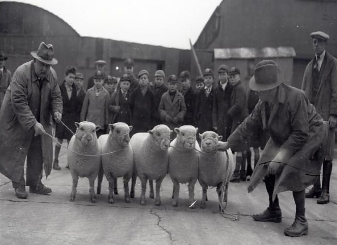 Olde English Southdown Sheep1949 in the UK