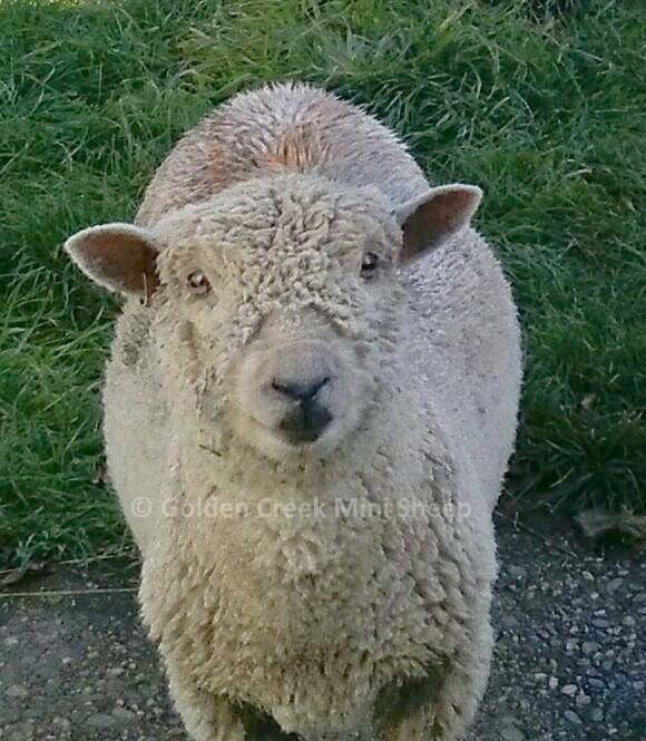 Scooter - Babydoll Southdown Miniature Ram