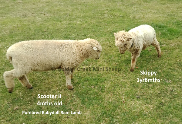 Babydoll Lamb VS Skippy - Comparison in Size