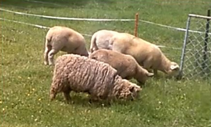 Skippy with 3mth lambs
