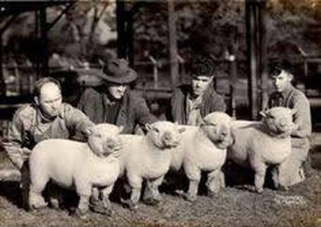 Historic Southdown Sheep
