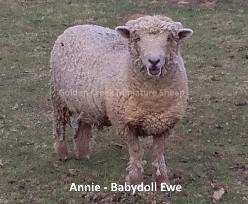 Annie - Purebred Babydoll Ewe