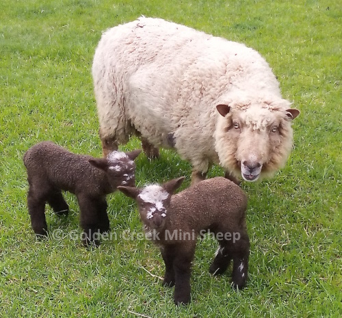 Miniature Twin Lambs and their Mother