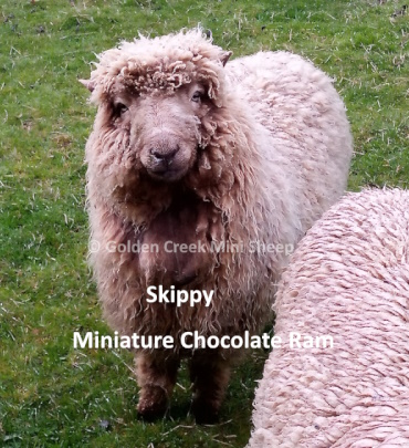 Skippy Miniature Ram 2023 Oct