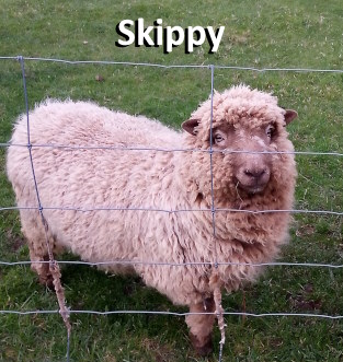 Skippy, Sire of Golden Creek Mini Lambs 2023
