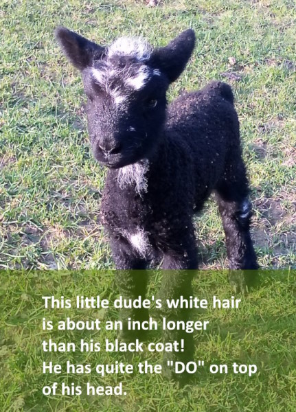 Blackshire X Skippy, Black Ram Lamb 2023