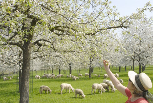 Sheep Grazing in Orchards