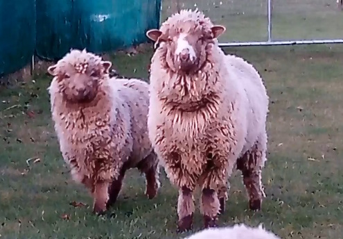 Mini Moorit Ram Lambs 2