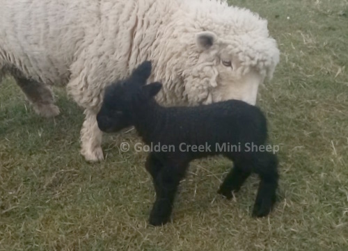 Black Mini Ewe Lamb