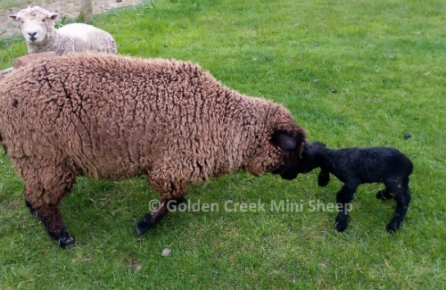 Mini Black Ram Lamb