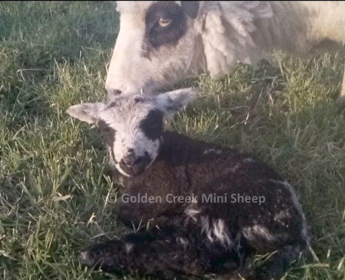 Mini Ewe Lamb Spotted 2