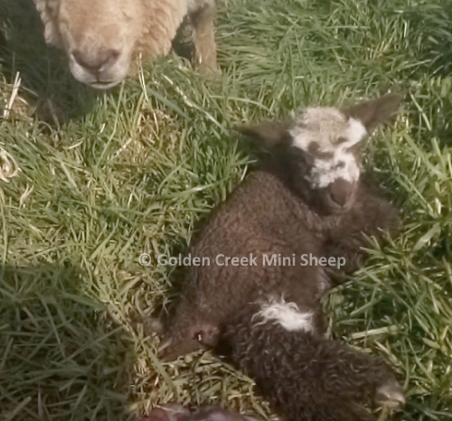 Moorit Mini Lamb 20