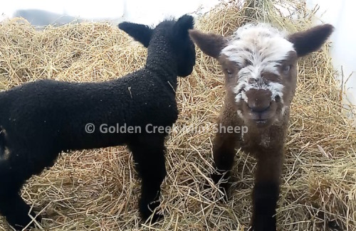 Miniature Lambs 2024 1