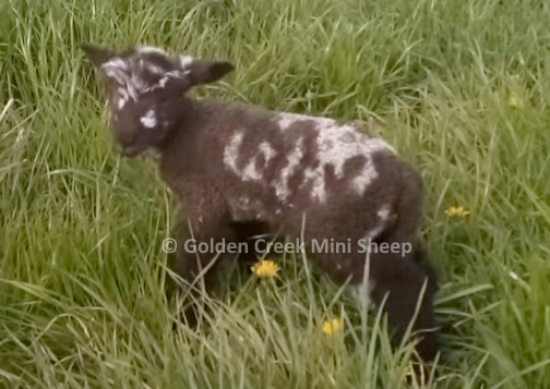 Moorit Mini Lamb Spotted