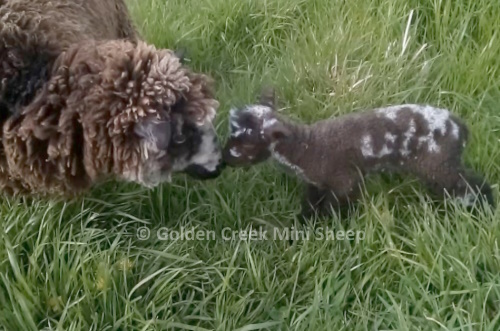 Mini Lamb Spotty Girl 1