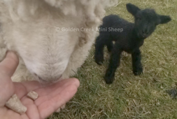 Tiny Teena Miniature Lamb